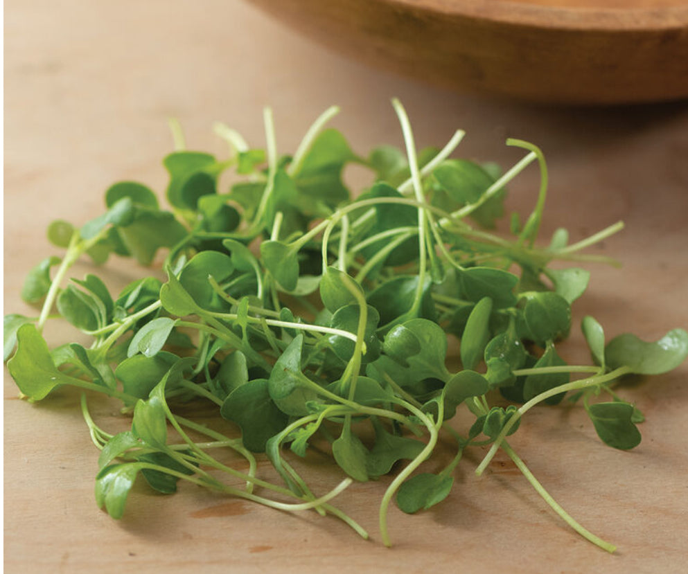 Kale, Bright Green Curly
