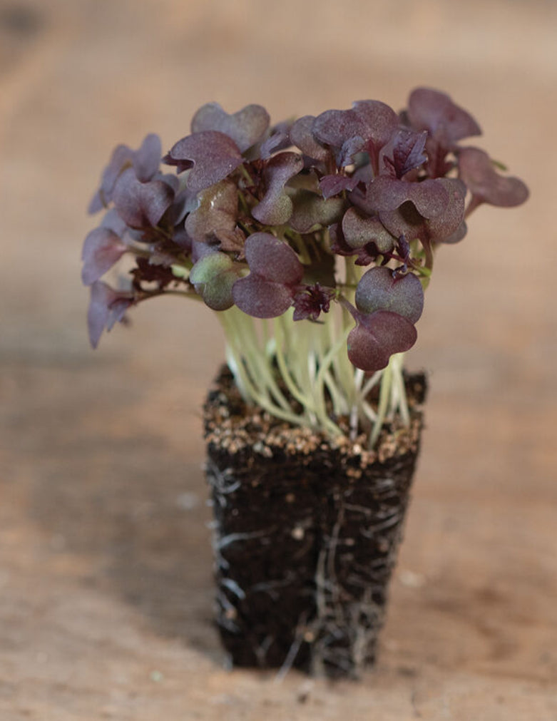 Mustard, Miz America