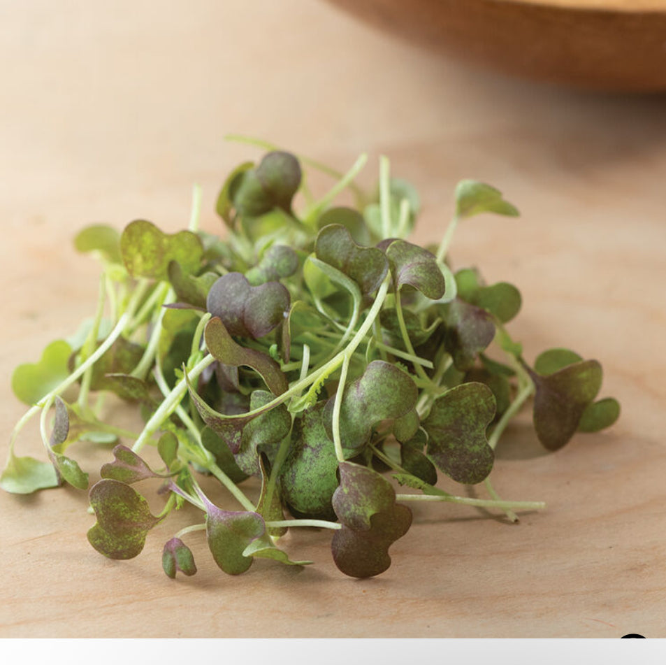 Mustard, Scarlet Frills