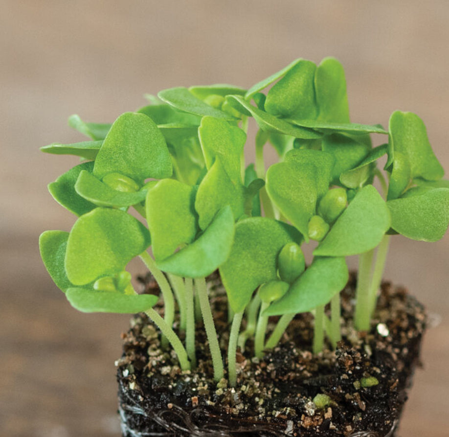 Basil, Italian Large Leaf