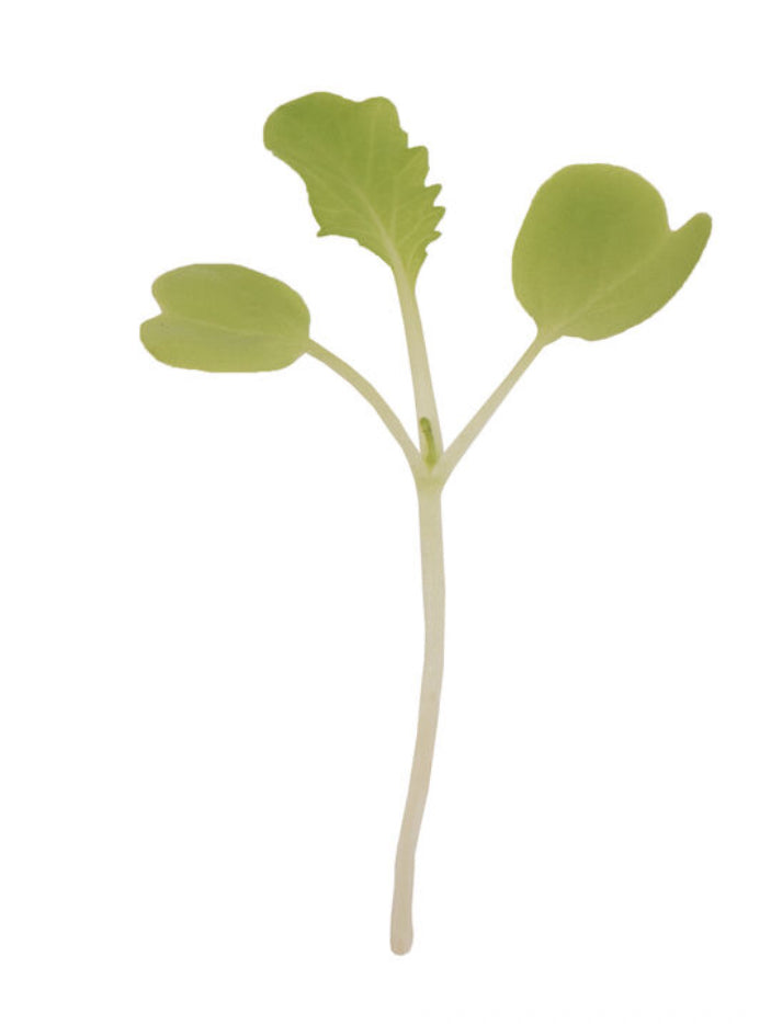 Chinese Cabbage, Tokyo Bekana