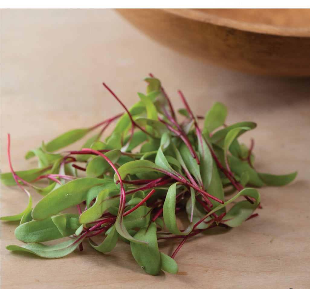 Beet, Early Wonder Tall Top