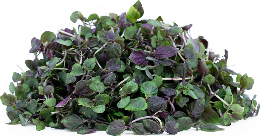Shiso Microgreen