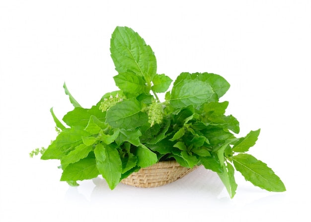 Micro Holy Basil