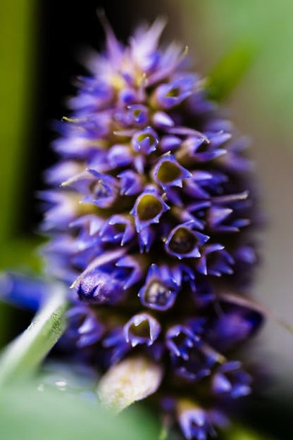 Anise Hyssop Flower - Cut (25 Count)