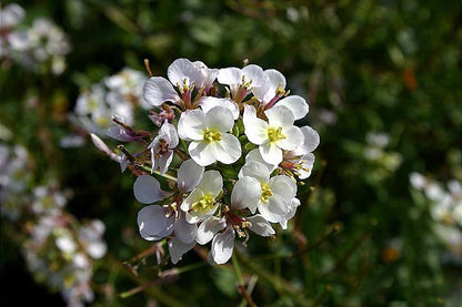 Wasabi Arugula Flower - Cut (25 Count)