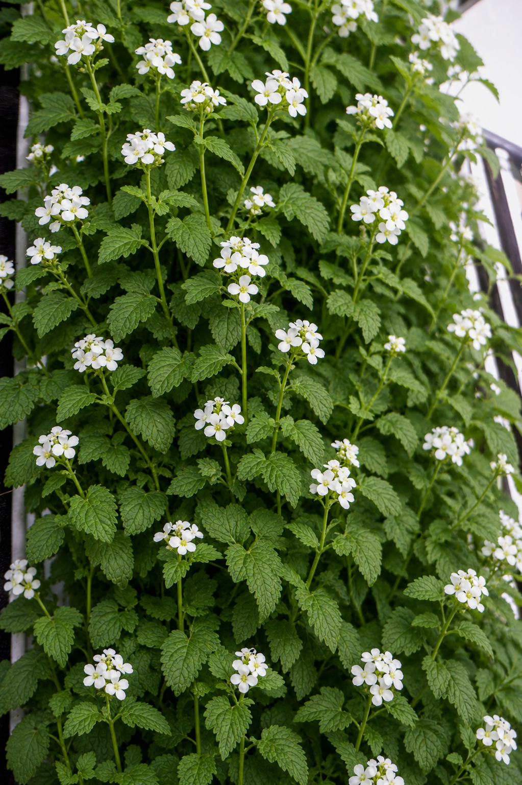 Wasabi Arugula