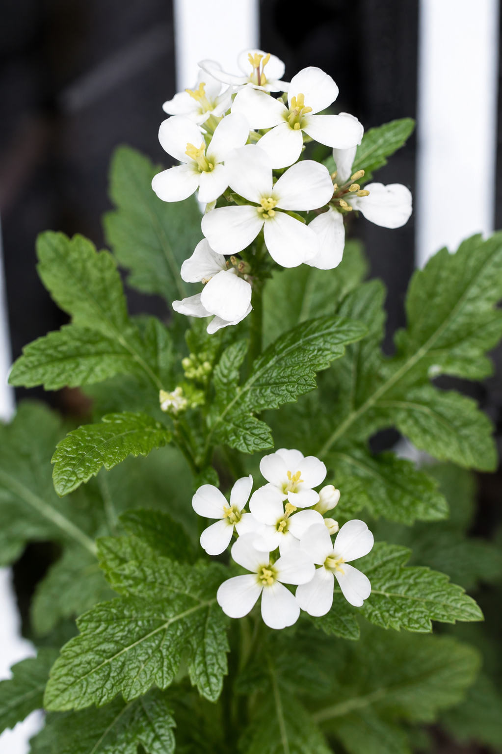 Wasabi Arugula