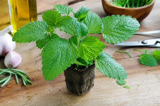 Anise Hyssop - Small Plug (Dozen)