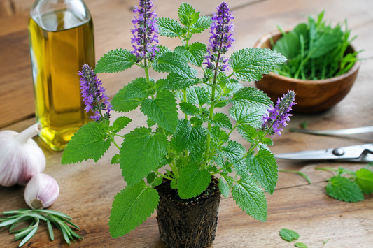 Anise Hyssop - Large Plug (Dozen)
