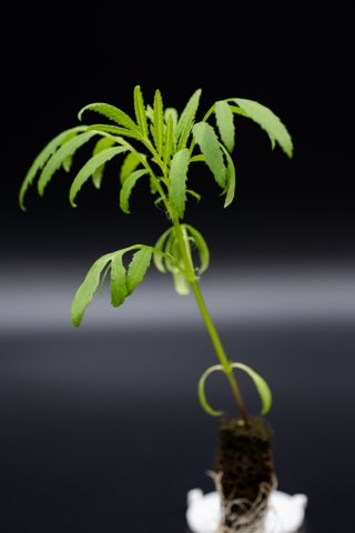 Petite Huacatay - Plug (Dozen)