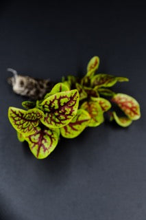 Petite Red Veined Sorrel - Plug (Dozen)