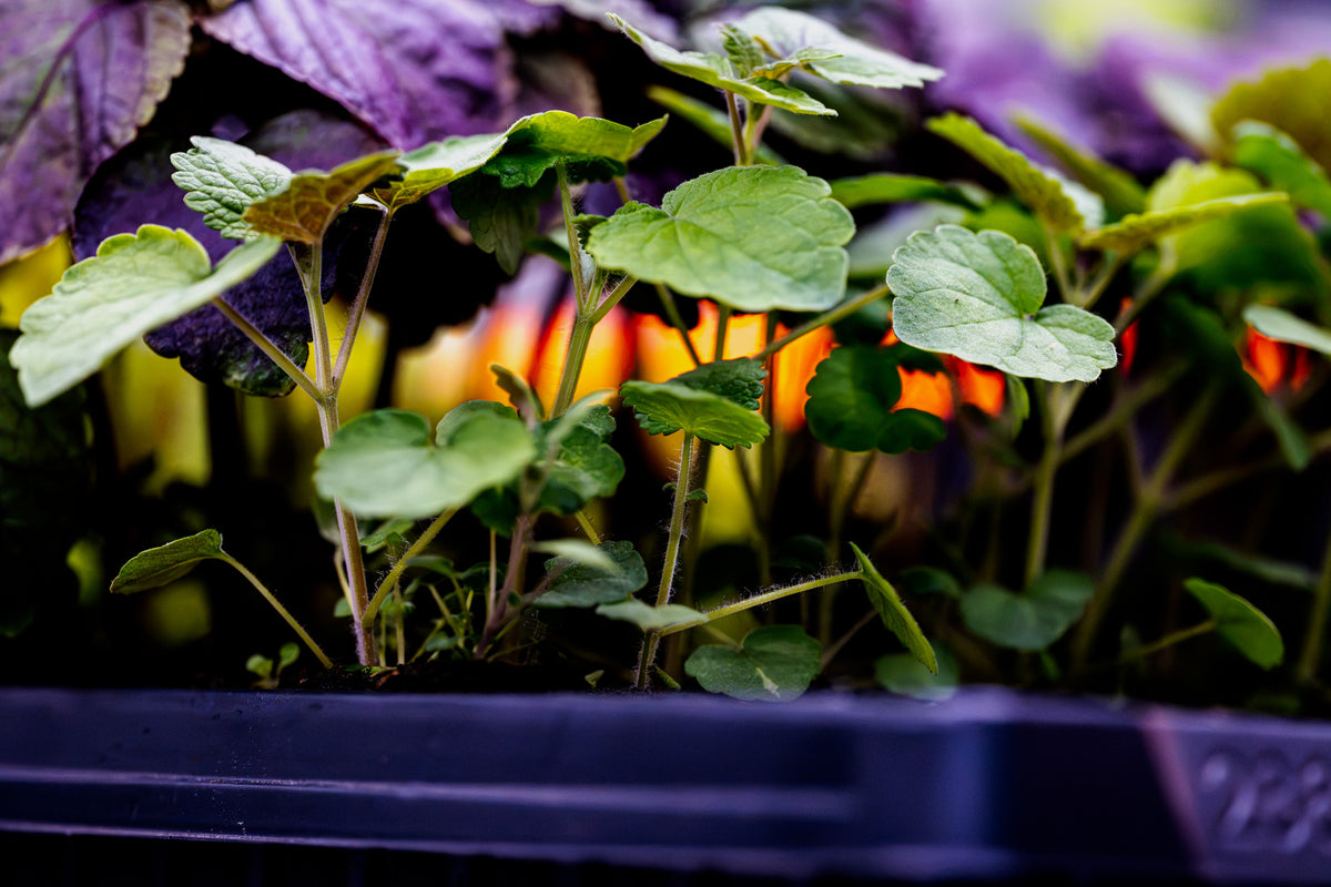 Petite Anise Hyssop - Plug (Dozen)