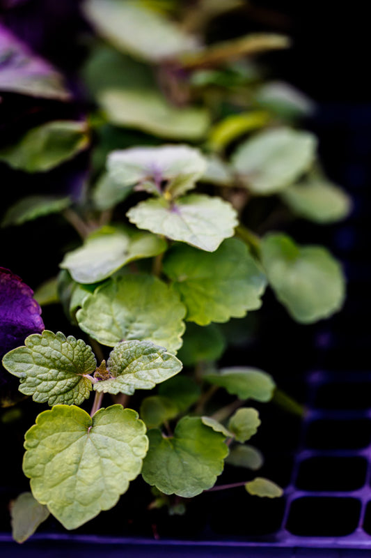 Petite Anise Hyssop - Plug (Dozen)