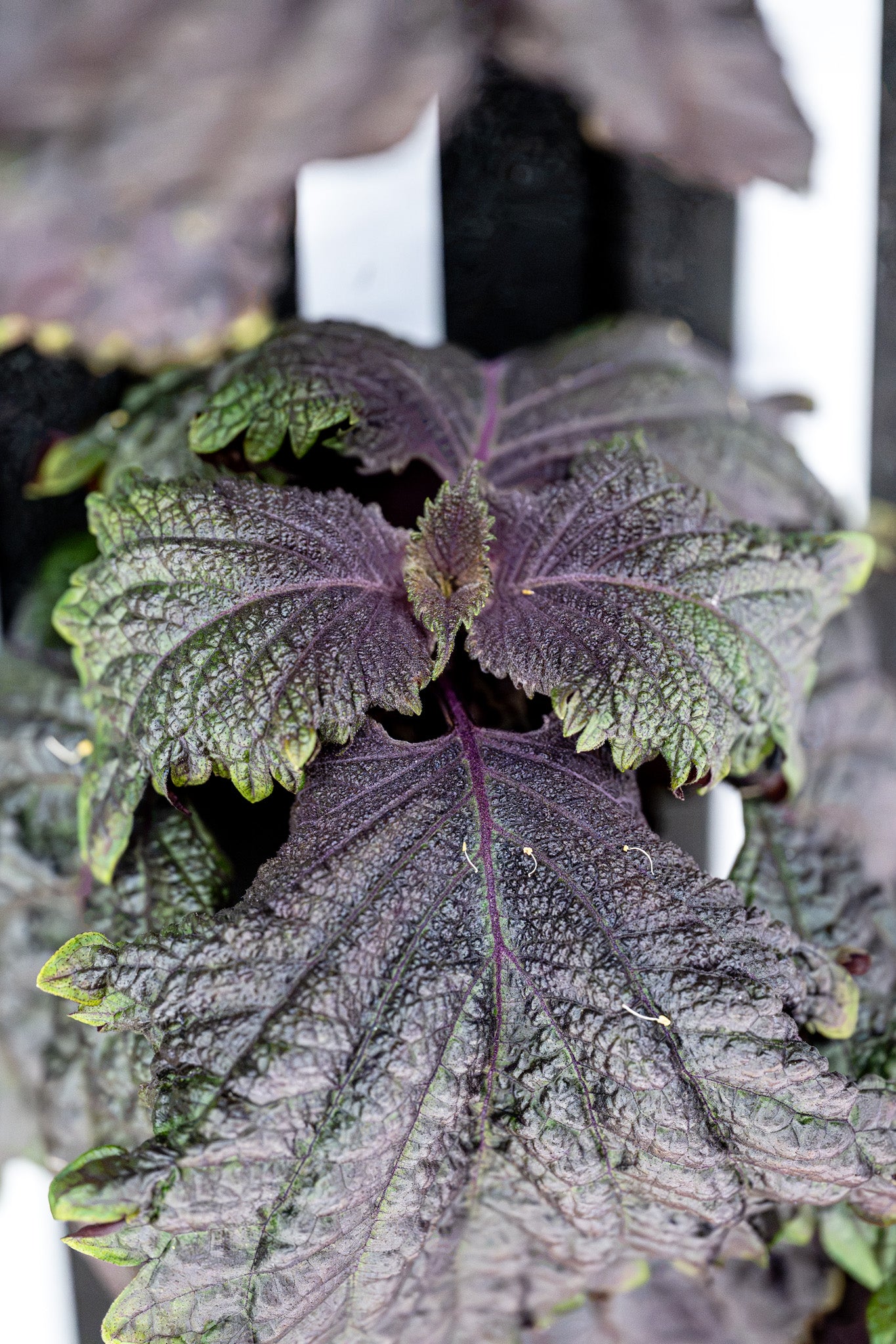 Maturing Bi-Colored Shiso - Plug (Dozen)