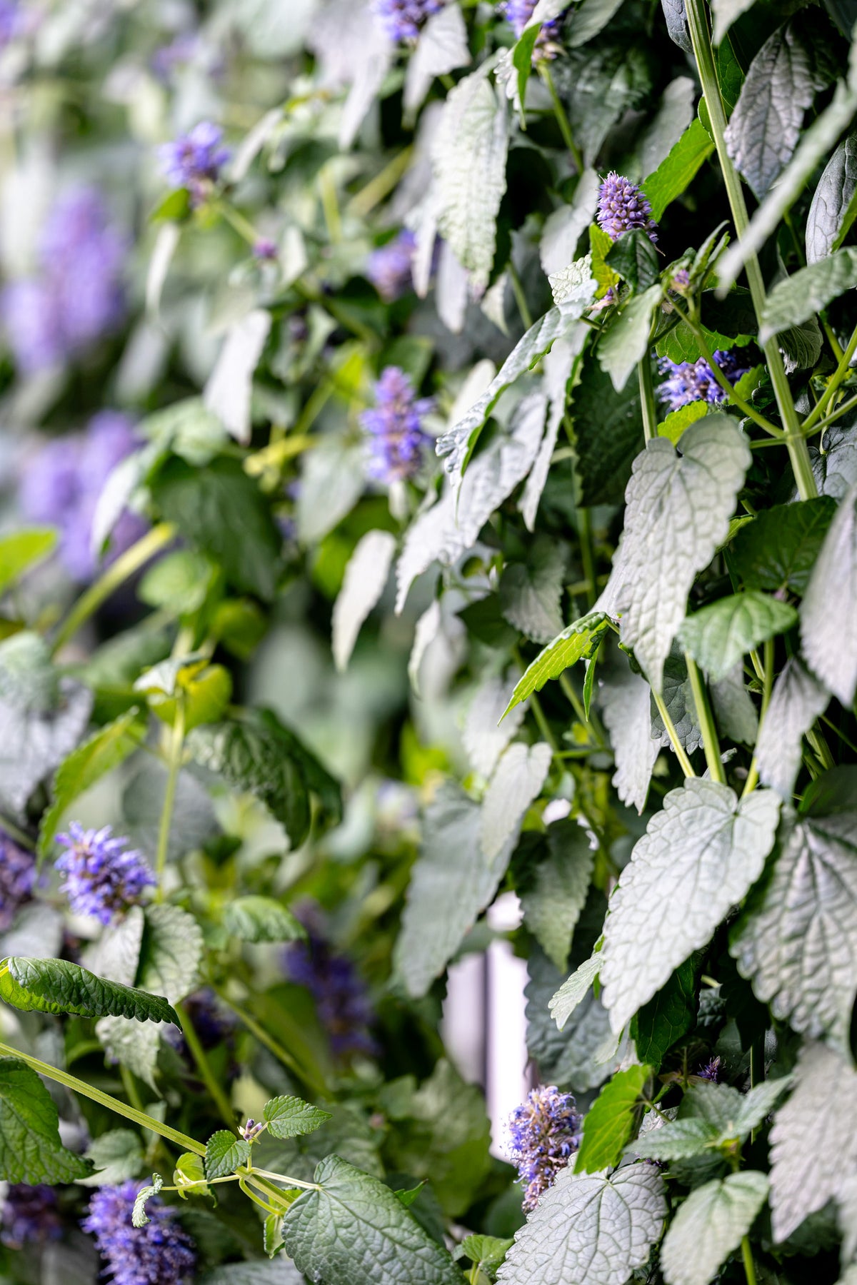 Maturing Anise Hyssop - Plug (Dozen)