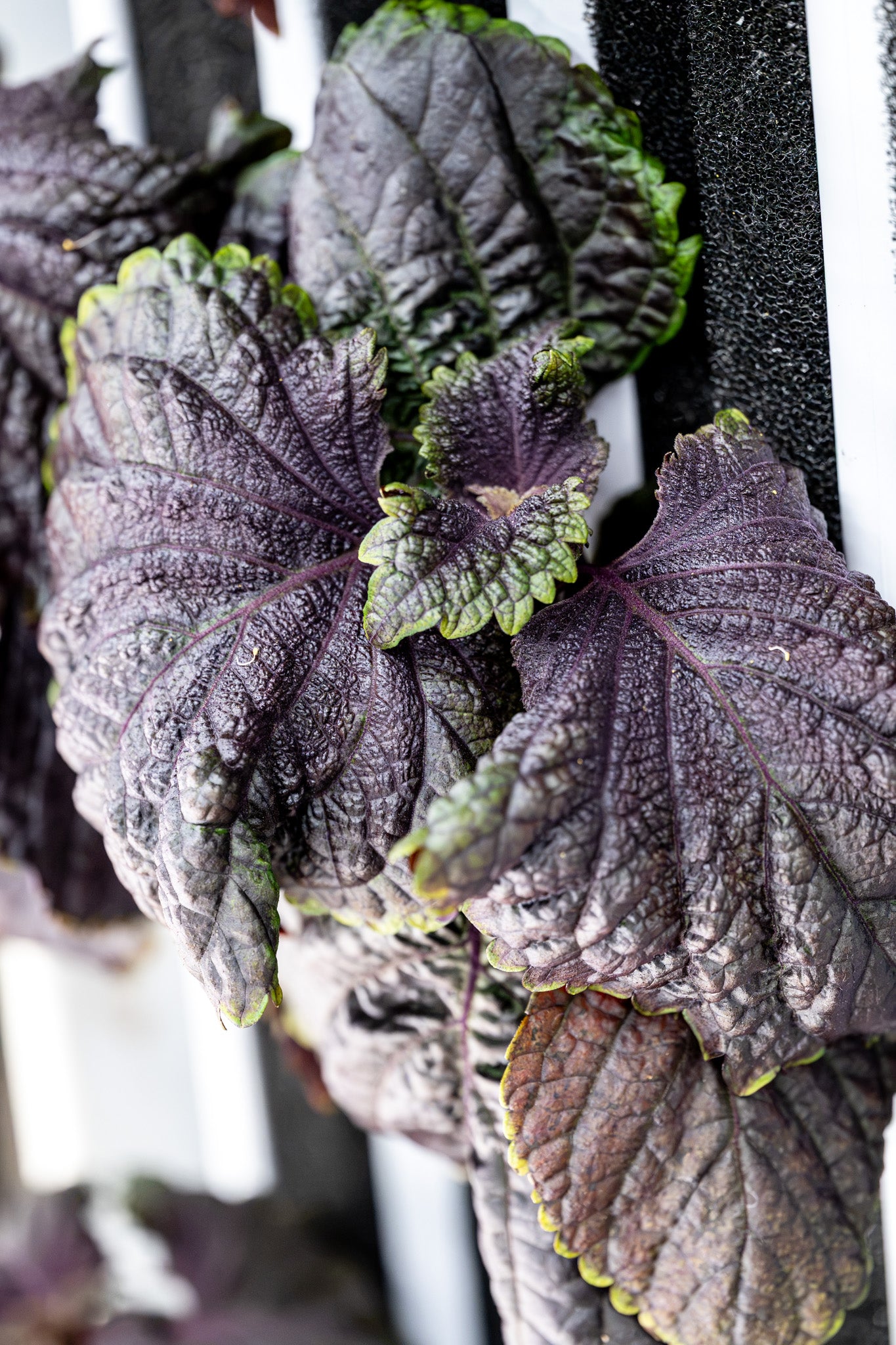 Maturing Bi-Colored Shiso - Plug (Dozen)