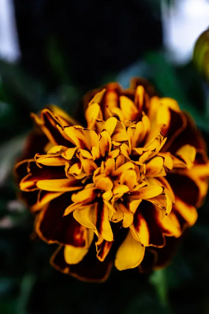 French Marigold Flower - Cut (25 Count)