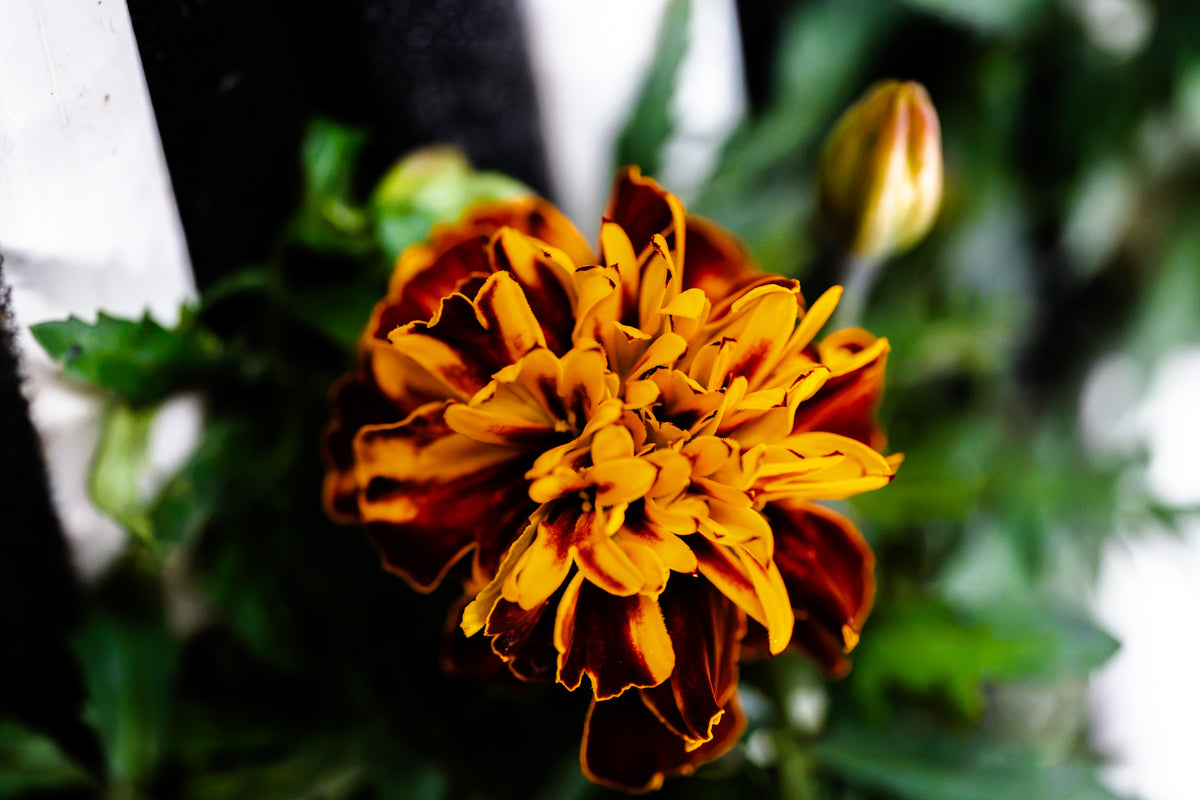 French Marigold Flower - Cut (25 Count)