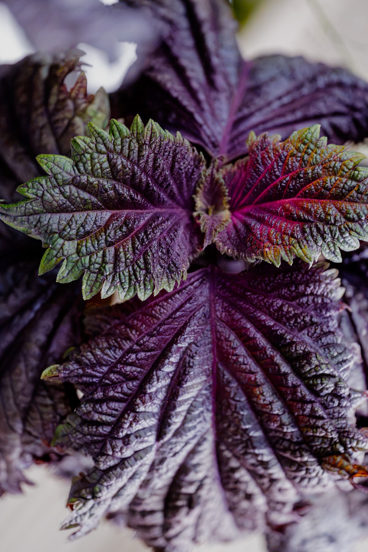 Maturing Bi-Colored Shiso - Plug (Dozen)