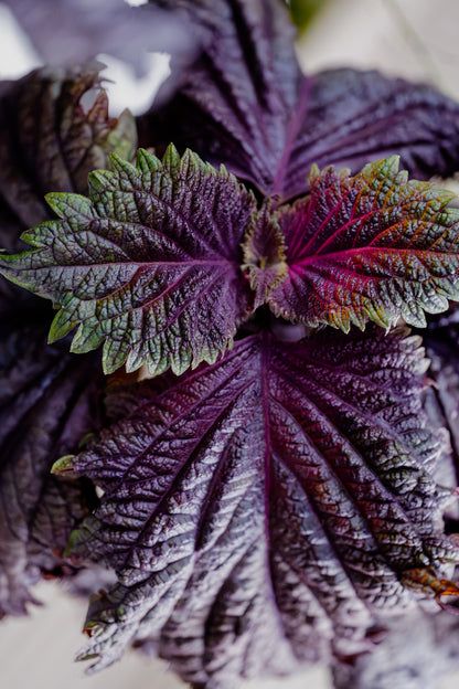 Maturing Bi-Colored Shiso - Plug (Dozen)