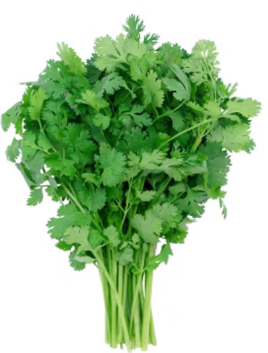Cilantro ￼