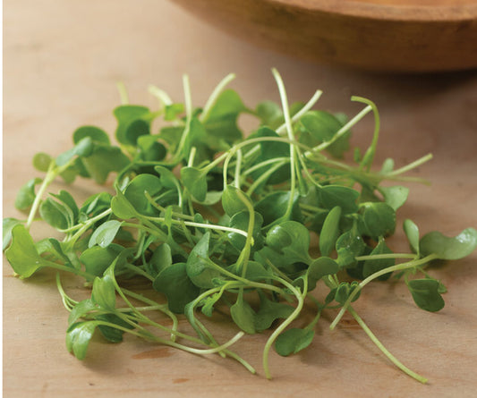 Kale, Bright Green Curly