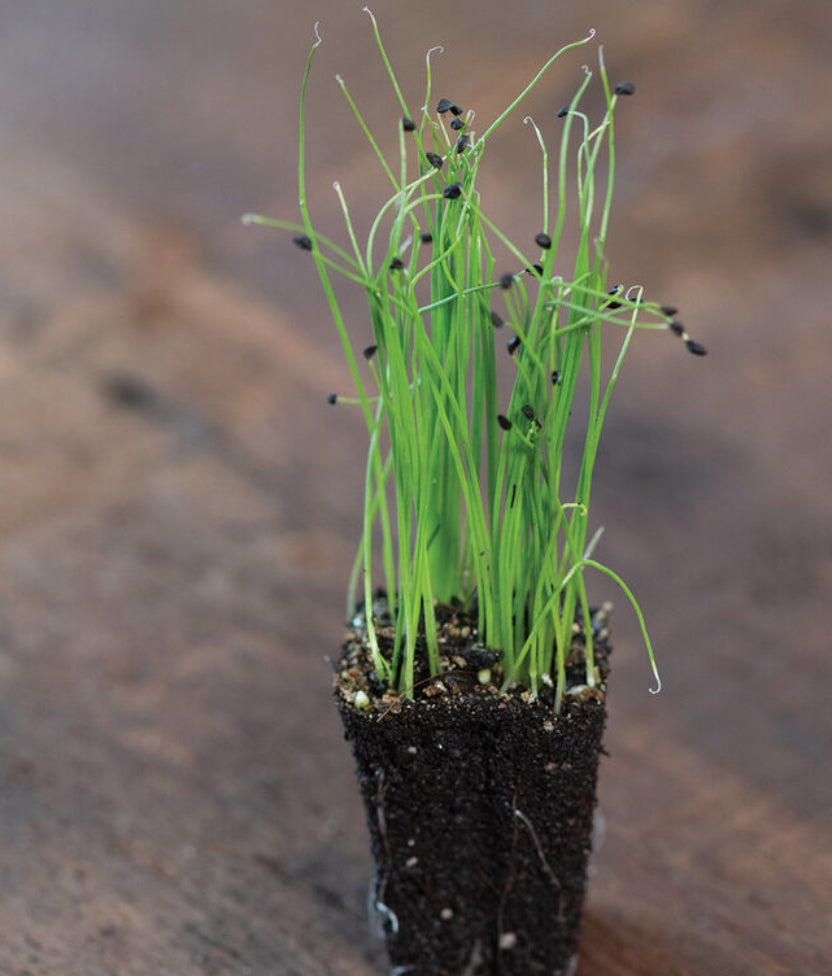 Scallion, Evergreen Hardy White