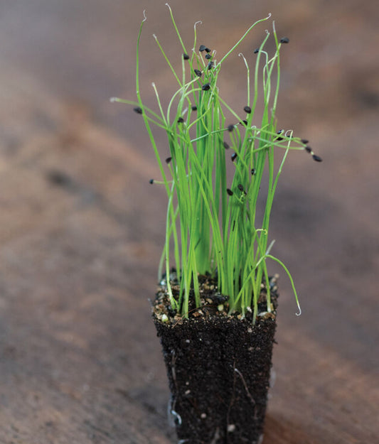 Scallion, Evergreen Hardy White