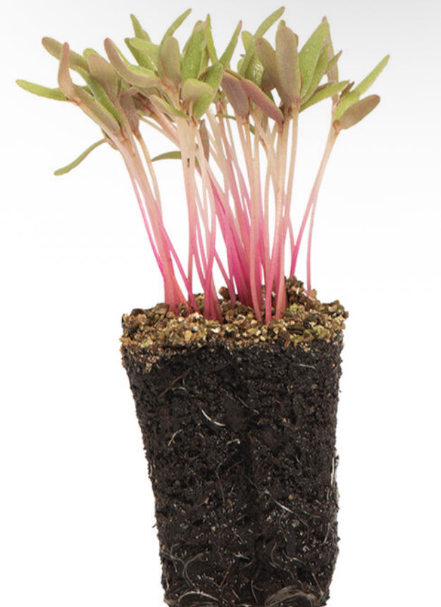 Purslane, Red Gruner