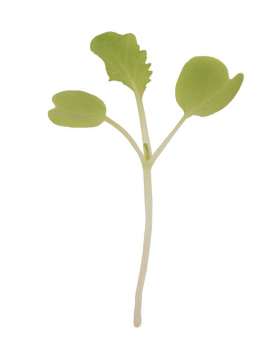 Chinese Cabbage, Tokyo Bekana