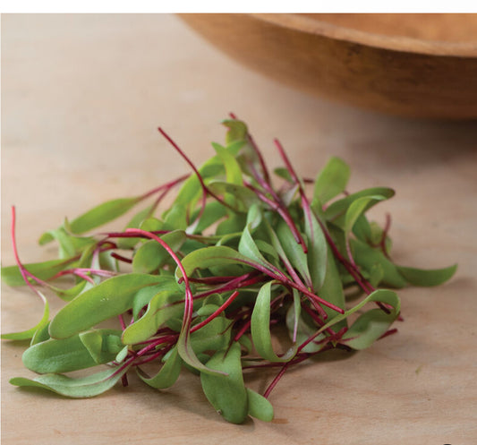 Beet, Early Wonder Tall Top