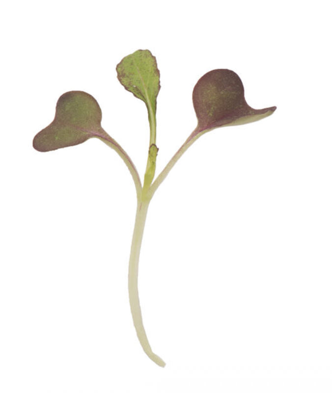 Mustard, Garnet Giant