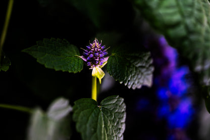 Anise Hyssop Flower - Cut (25 Count)