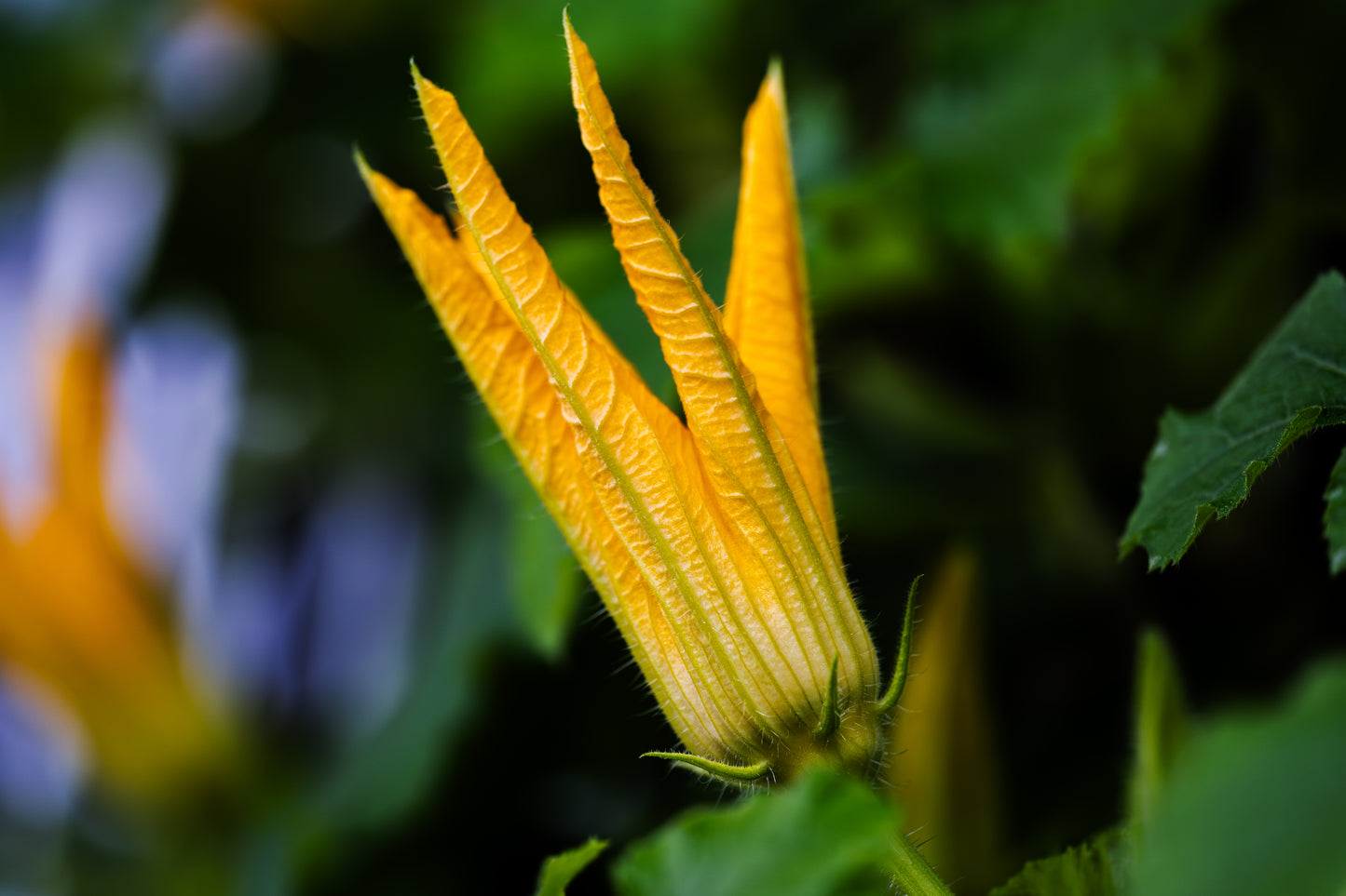 Zucchini Squash Blossoms - Cut (25 count)