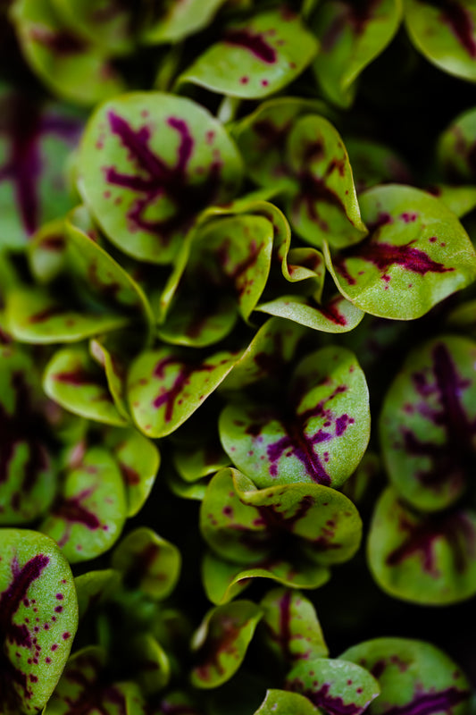 Petite Red Veined Sorrel - Plug (Dozen)