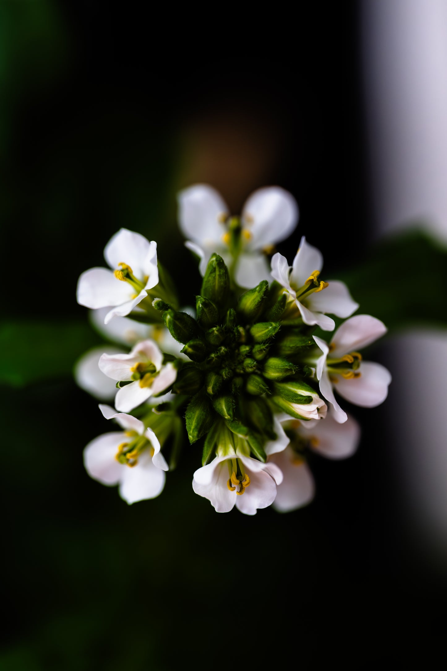 Wasabi Arugula Flower - Cut (25 Count)