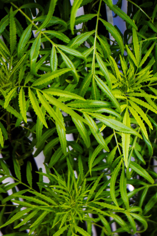 Maturing Huacatay - Plug (Dozen)