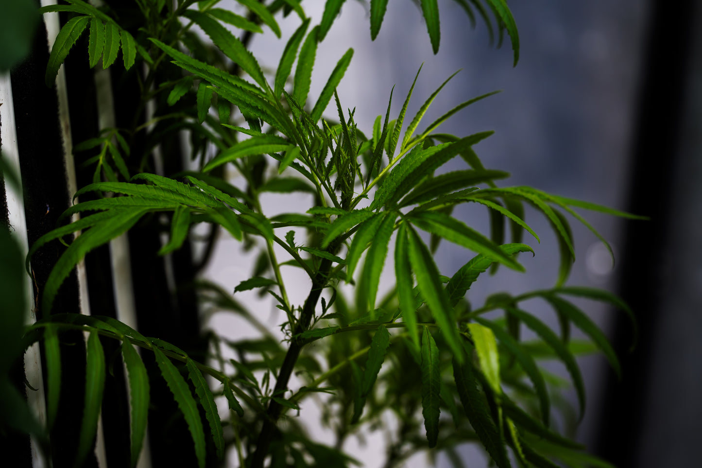 Maturing Huacatay - Plug (Dozen)