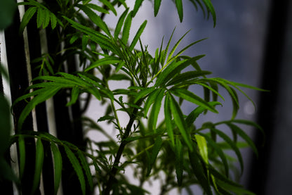 Maturing Huacatay - Plug (Dozen)