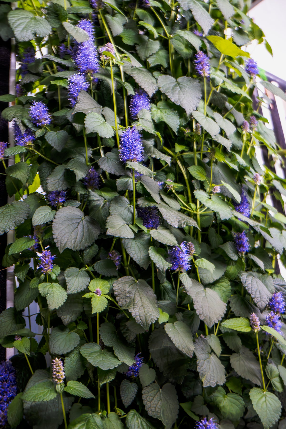 Maturing Anise Hyssop - Plug (Dozen)