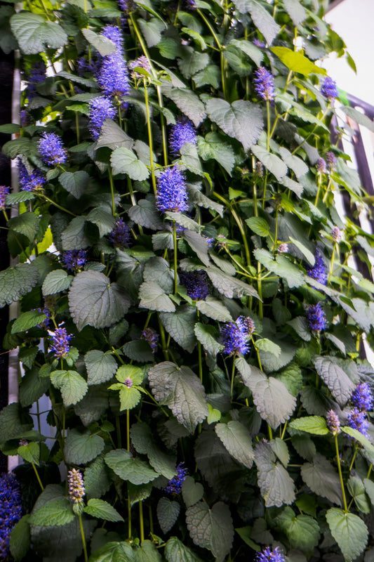 Maturing Anise Hyssop - Plug (Dozen)