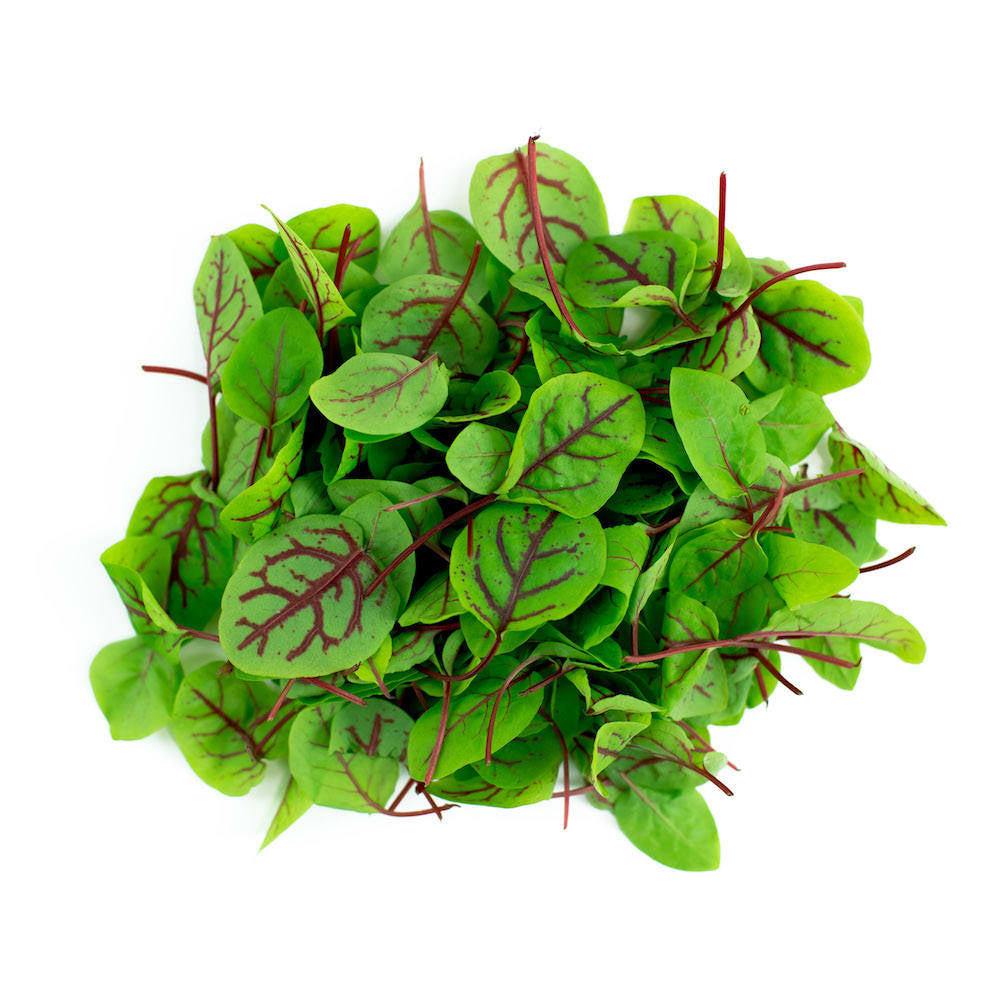 Red Veined Sorrel Microgreen